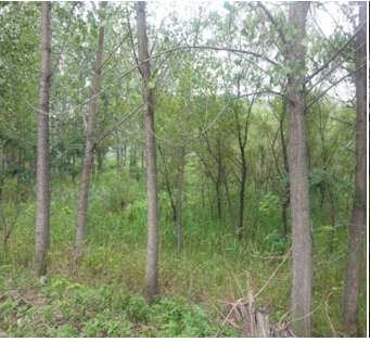 20̖ ��ɽ��ǧɽ�^(q��)�|��ɽ�(zh��n)ԭ������2̎����ʹ�Ù�(qu��n)